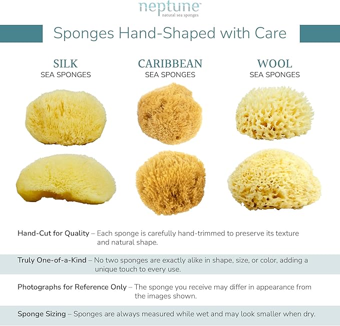 Neptune Caribbean Sea Sponge, Hand Cut, Large, Approx. 6-7 inches